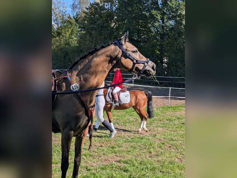 Deutsches Reitpony Stute 11 Jahre 140 cm Falbe in Gescher
