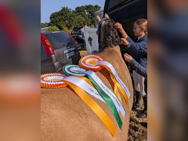 Deutsches Reitpony Stute 11 Jahre 140 cm Falbe in Gescher