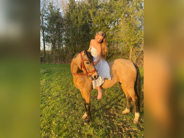 Deutsches Reitpony Stute 11 Jahre 140 cm Falbe in Gescher
