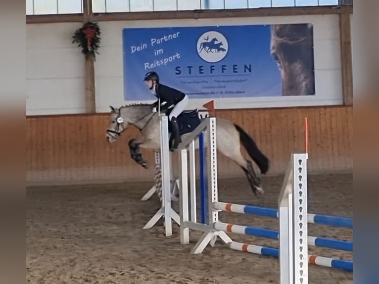 Deutsches Reitpony Stute 11 Jahre 140 cm Falbe in Zarpen