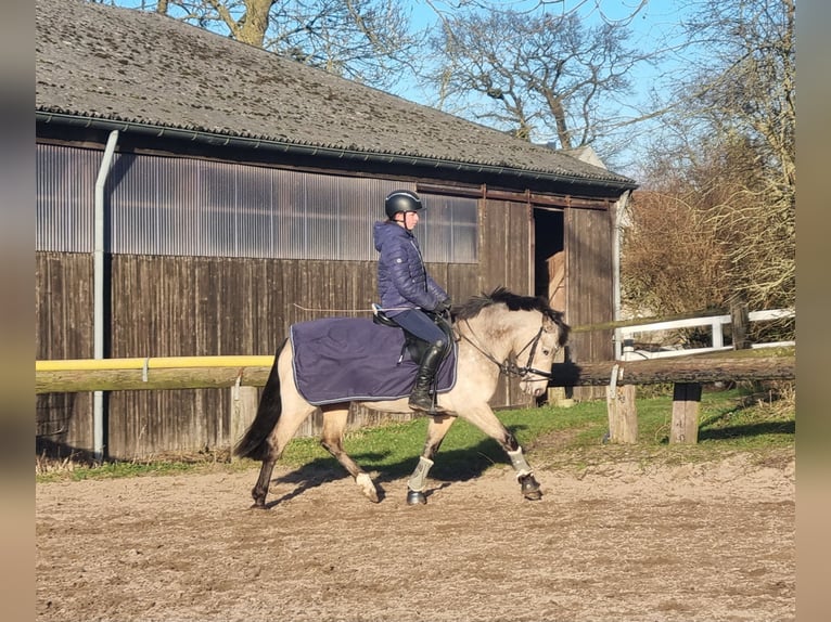 Deutsches Reitpony Stute 11 Jahre 140 cm Falbe in Zarpen