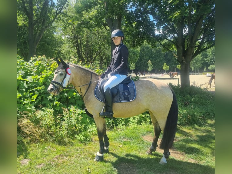 Deutsches Reitpony Stute 11 Jahre 140 cm Falbe in Zarpen