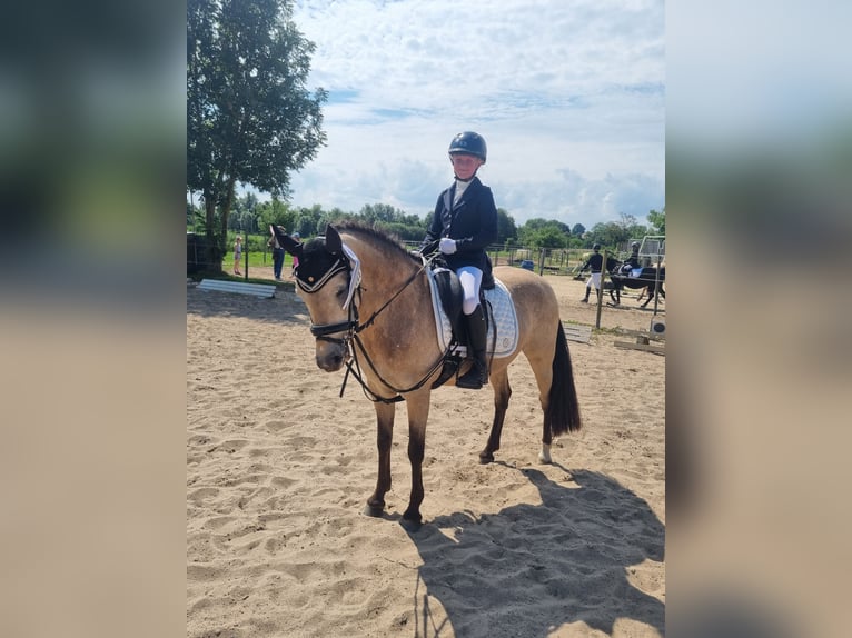 Deutsches Reitpony Stute 11 Jahre 140 cm Falbe in Zarpen