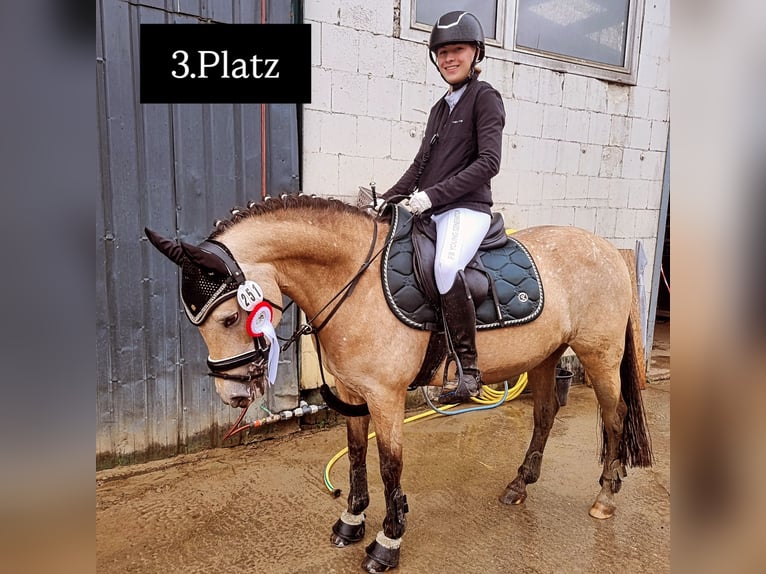 Deutsches Reitpony Stute 11 Jahre 140 cm Falbe in Zarpen