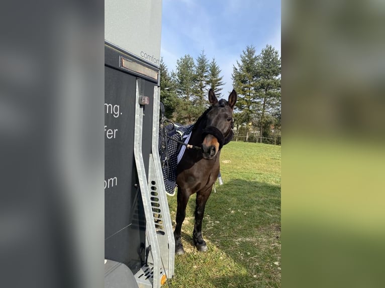 Deutsches Reitpony Mix Stute 11 Jahre 140 cm Schwarzbrauner in St. Thomas am Blasenstein