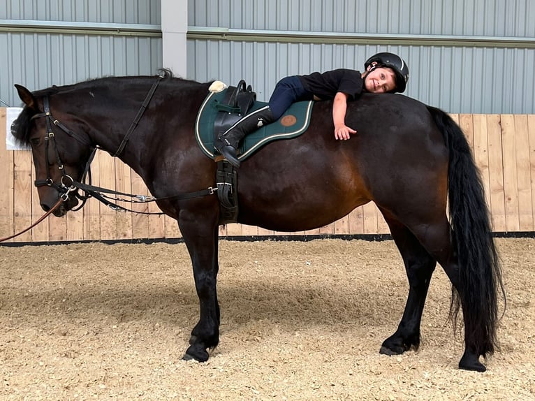 Deutsches Reitpony Mix Stute 11 Jahre 140 cm Schwarzbrauner in St. Thomas am Blasenstein