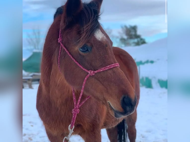 Deutsches Reitpony Stute 11 Jahre 141 cm Brauner in Weißenfels