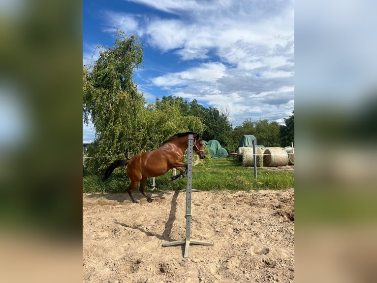 Deutsches Reitpony Stute 11 Jahre 141 cm Brauner in Weißenfels