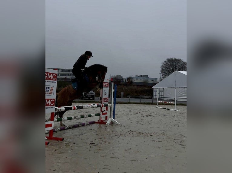 Deutsches Reitpony Stute 11 Jahre 141 cm Red Dun in Daleiden