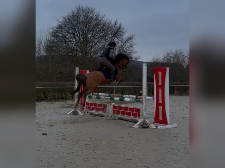 Deutsches Reitpony Stute 11 Jahre 141 cm Red Dun in Daleiden