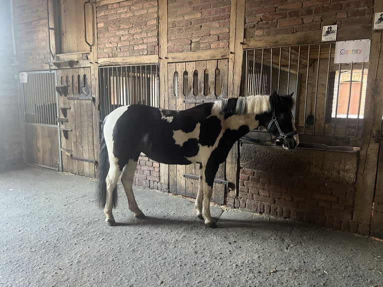 Deutsches Reitpony Mix Stute 11 Jahre 141 cm Schecke in Werne