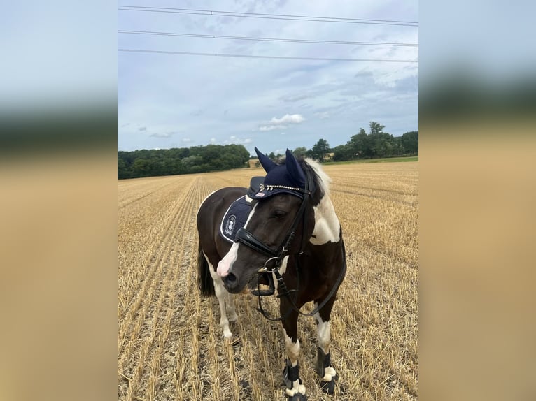 Deutsches Reitpony Mix Stute 11 Jahre 141 cm Schecke in Werne