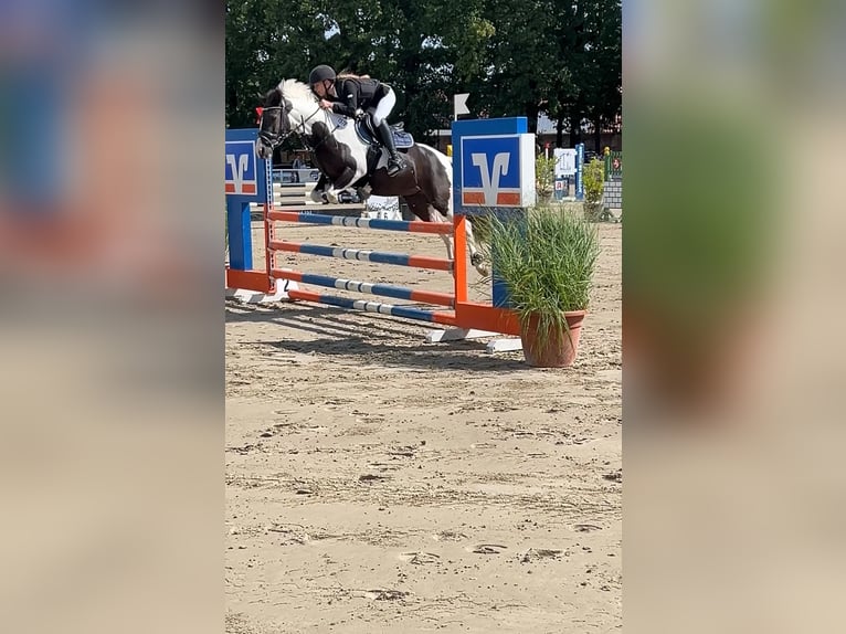 Deutsches Reitpony Mix Stute 11 Jahre 141 cm Schecke in Werne
