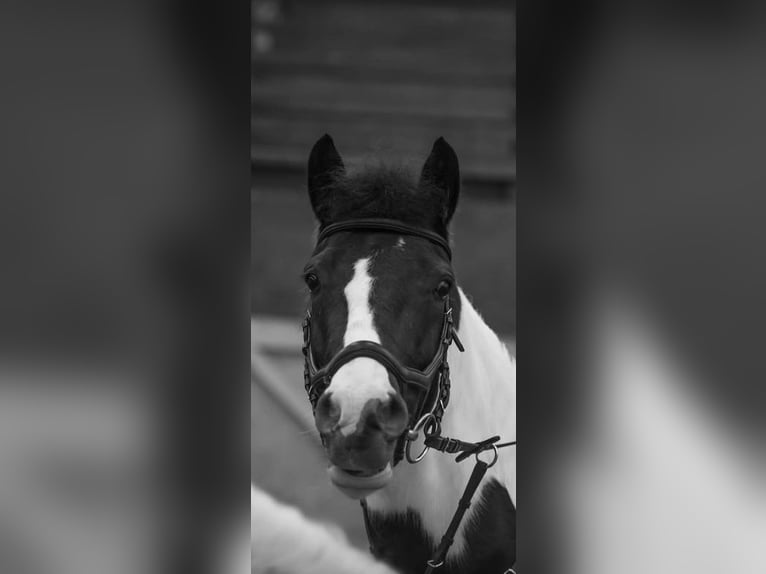 Deutsches Reitpony Mix Stute 11 Jahre 141 cm Schecke in Werne