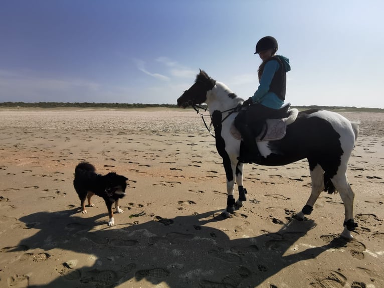Deutsches Reitpony Mix Stute 11 Jahre 141 cm Schecke in Werne