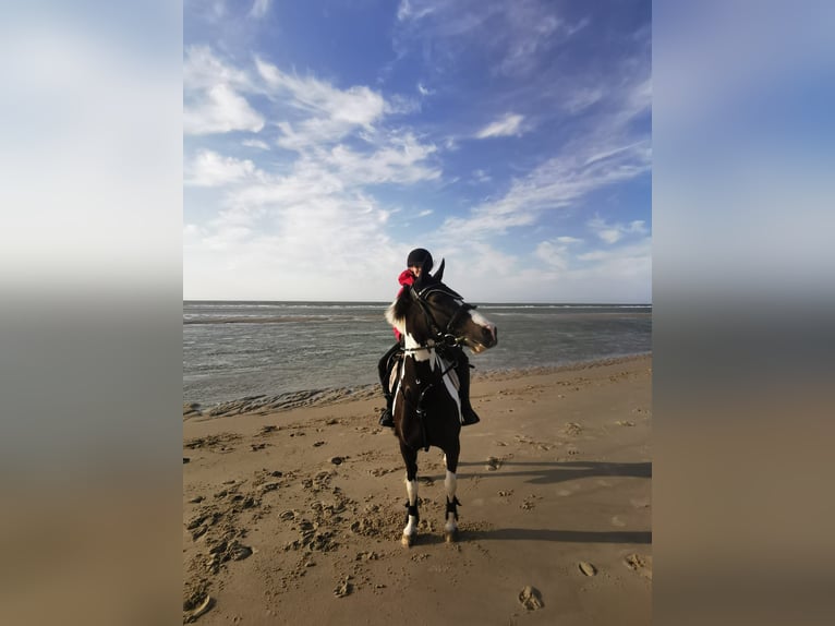 Deutsches Reitpony Mix Stute 11 Jahre 141 cm Schecke in Werne