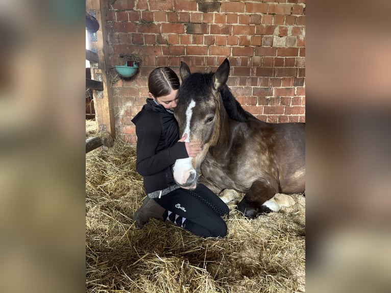 Deutsches Reitpony Stute 11 Jahre 143 cm Palomino in Iggingen