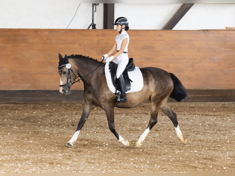 Deutsches Reitpony Stute 11 Jahre 143 cm Palomino in Iggingen