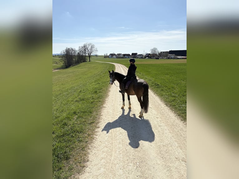 Deutsches Reitpony Stute 11 Jahre 143 cm Palomino in Iggingen