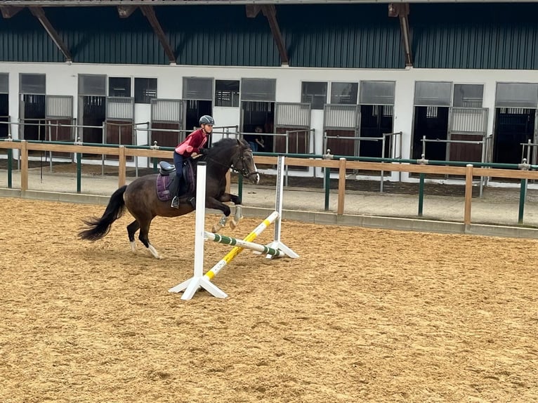 Deutsches Reitpony Stute 11 Jahre 143 cm Palomino in Iggingen