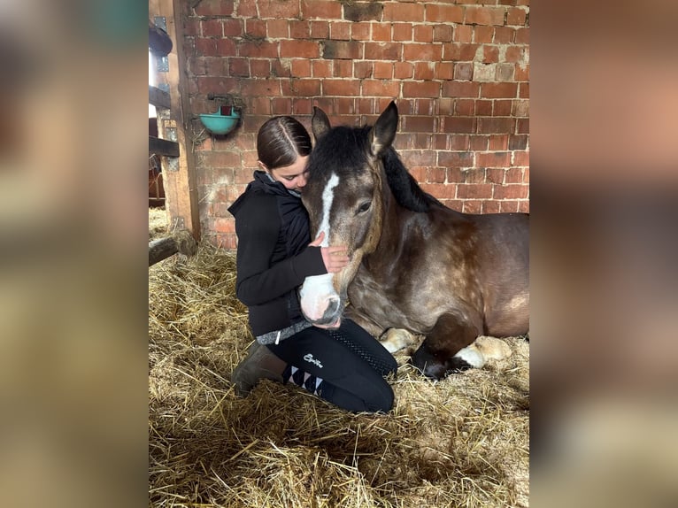Deutsches Reitpony Stute 11 Jahre 143 cm Palomino in Iggingen