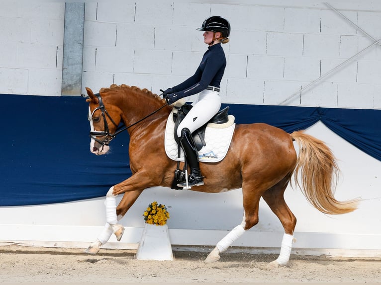 Deutsches Reitpony Stute 11 Jahre 144 cm Fuchs in Marsberg