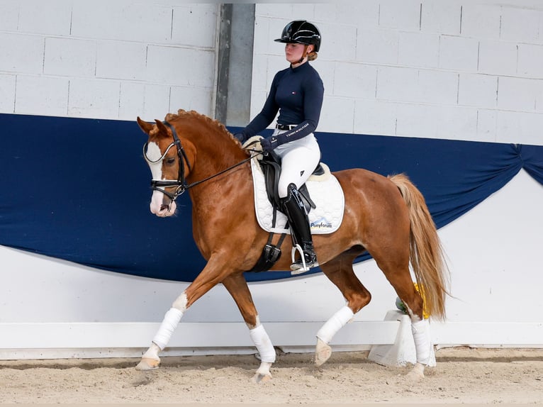 Deutsches Reitpony Stute 11 Jahre 144 cm Fuchs in Marsberg