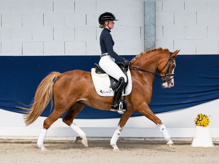 Deutsches Reitpony Stute 11 Jahre 144 cm Fuchs in Marsberg
