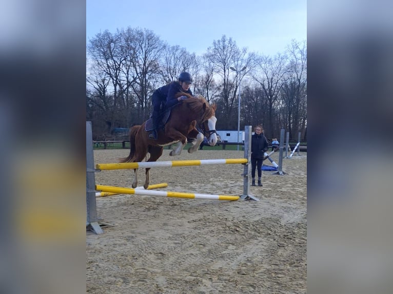 Deutsches Reitpony Stute 11 Jahre 144 cm Fuchs in Moers