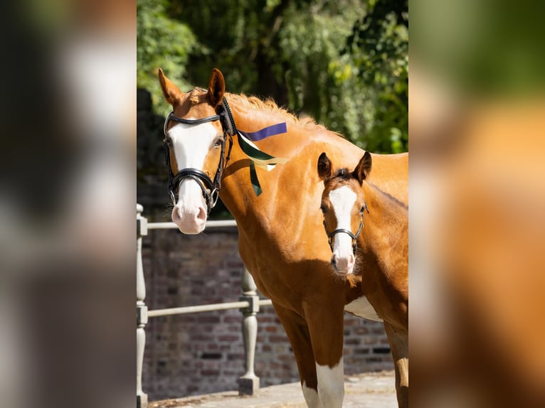 Deutsches Reitpony Stute 11 Jahre 144 cm Fuchs in Moers