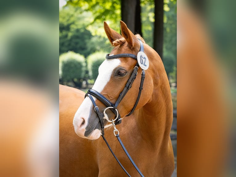 Deutsches Reitpony Stute 11 Jahre 144 cm Fuchs in Moers