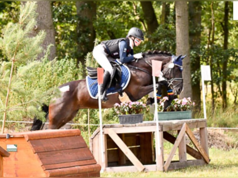 Deutsches Reitpony Stute 11 Jahre 144 cm Rappe in Marsberg