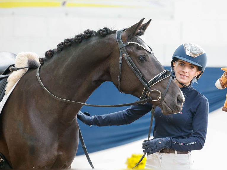 Deutsches Reitpony Stute 11 Jahre 144 cm Rappe in Marsberg