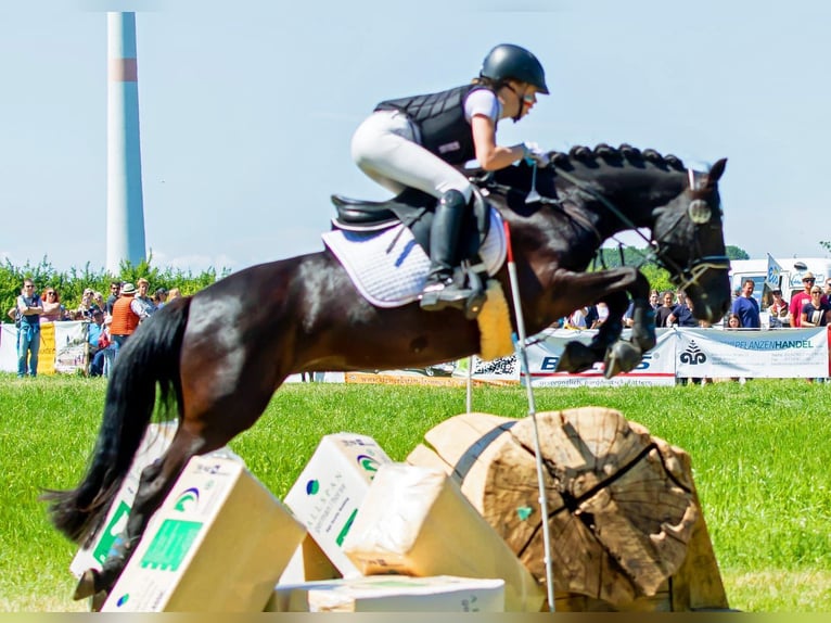 Deutsches Reitpony Stute 11 Jahre 144 cm Rappe in Marsberg