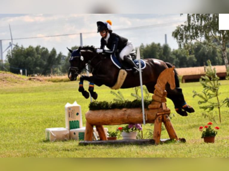 Deutsches Reitpony Stute 11 Jahre 144 cm Rappe in Marsberg