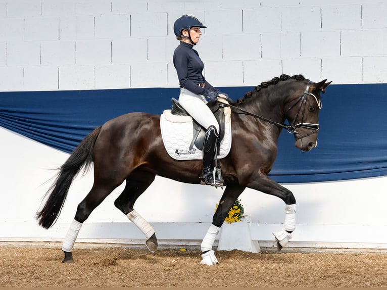 Deutsches Reitpony Stute 11 Jahre 144 cm Rappe in Marsberg
