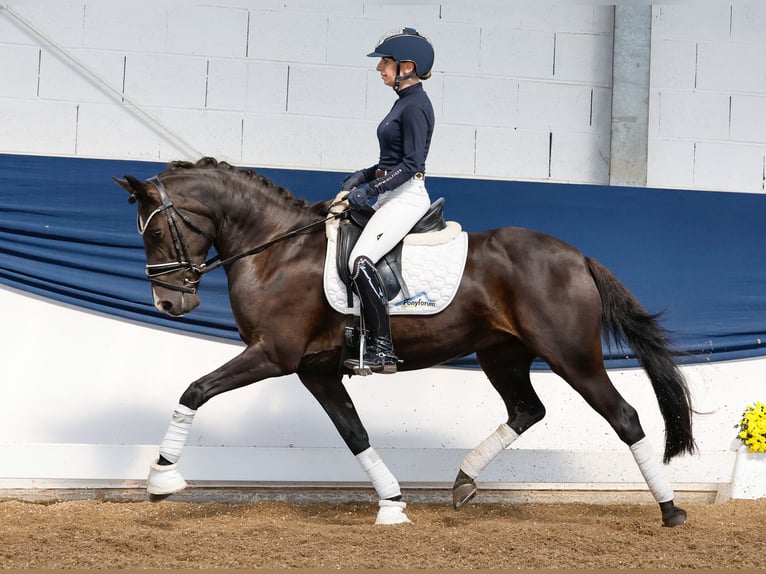 Deutsches Reitpony Stute 11 Jahre 144 cm Rappe in Marsberg