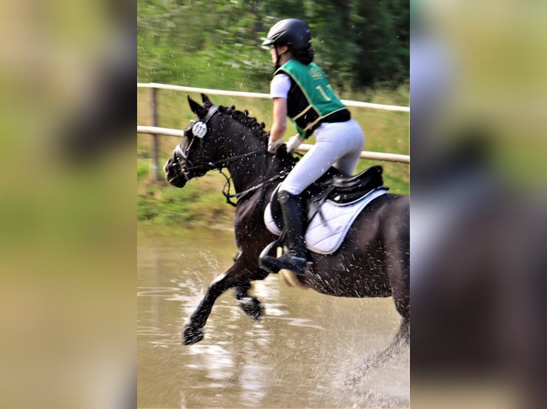 Deutsches Reitpony Stute 11 Jahre 144 cm Rappe in Marsberg