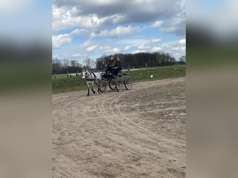 Deutsches Reitpony Stute 11 Jahre 144 cm Schimmel in Issum