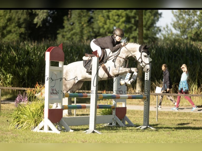 Deutsches Reitpony Stute 11 Jahre 144 cm Schimmel in Issum