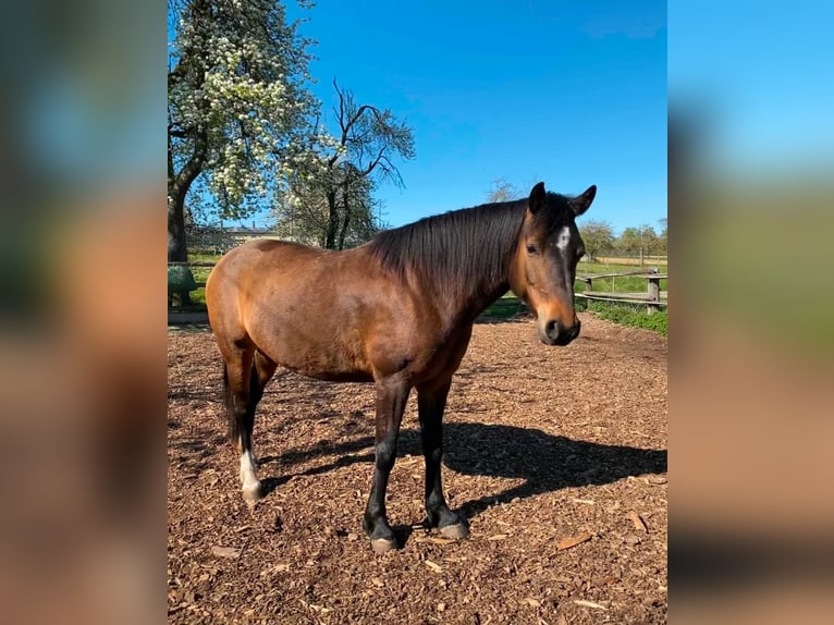 Deutsches Reitpony Mix Stute 11 Jahre 145 cm Brauner in Schöntal