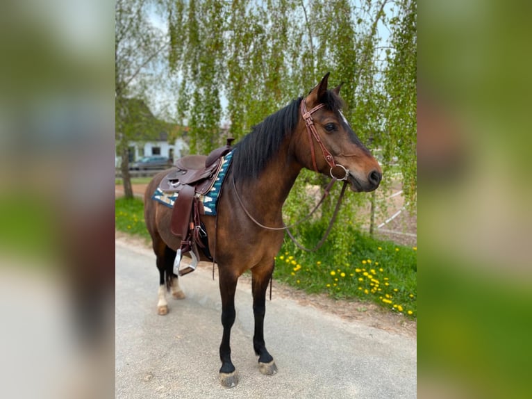 Deutsches Reitpony Mix Stute 11 Jahre 145 cm Brauner in Schöntal