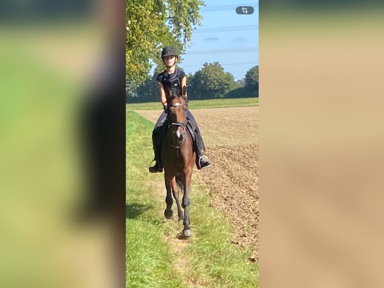 Deutsches Reitpony Stute 11 Jahre 145 cm Brauner in Riedstadt