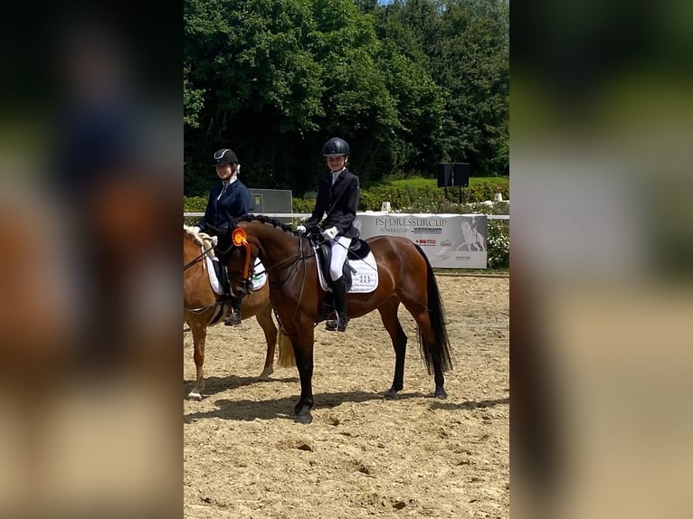 Deutsches Reitpony Stute 11 Jahre 145 cm Brauner in Riedstadt