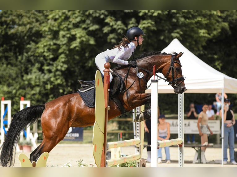 Deutsches Reitpony Stute 11 Jahre 145 cm Brauner in Riedstadt