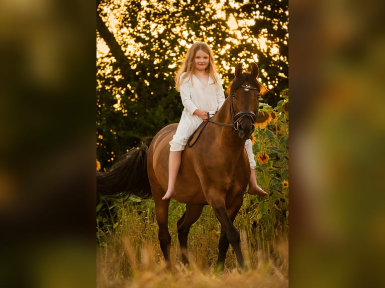 Deutsches Reitpony Stute 11 Jahre 146 cm Brauner in Bad Neustadt an der Saale