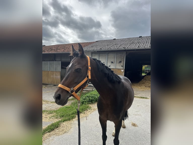 Deutsches Reitpony Stute 11 Jahre 146 cm Brauner in Wickede