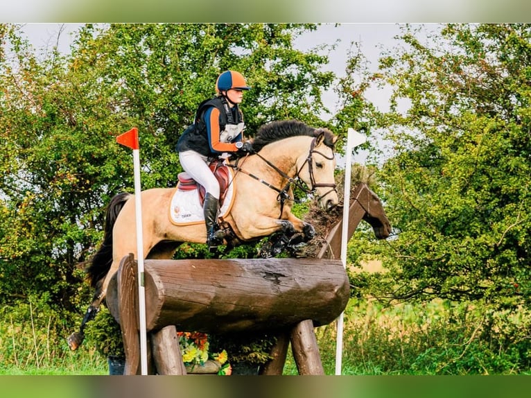 Deutsches Reitpony Stute 11 Jahre 146 cm Buckskin in Wieringerwerf