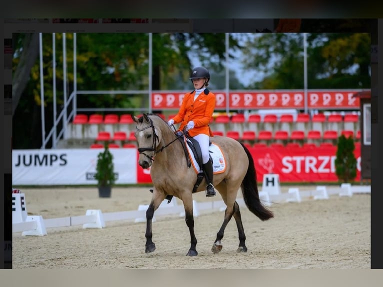 Deutsches Reitpony Stute 11 Jahre 146 cm Buckskin in Wieringerwerf