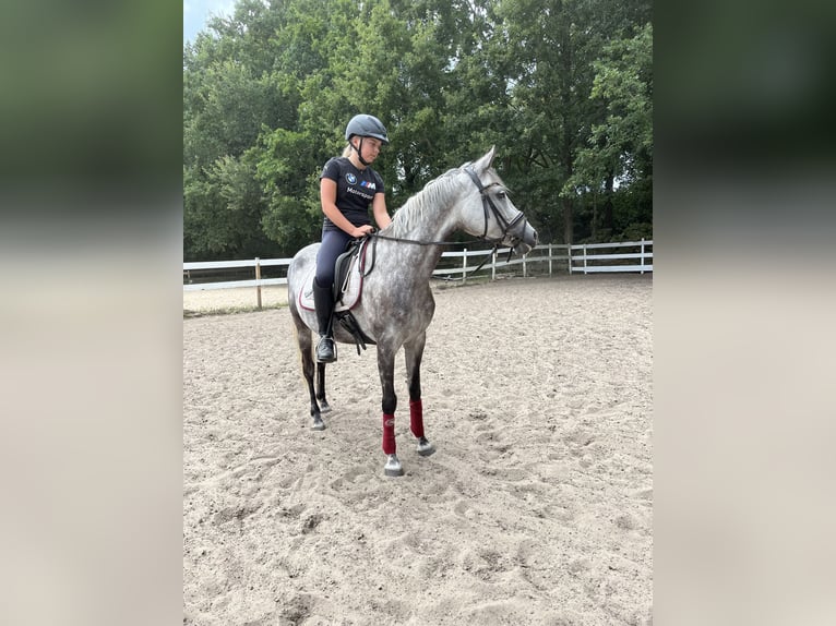 Deutsches Reitpony Stute 11 Jahre 146 cm in Rhede